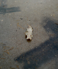 oak leaf with dew
