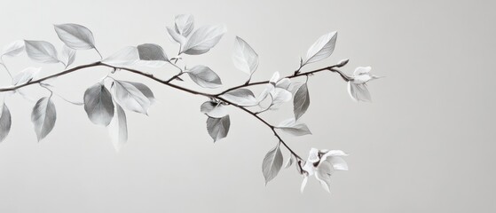 Delicate monochrome branch with leaves and blossoms.