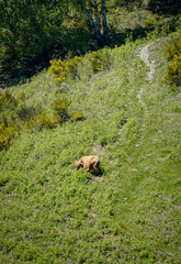 Single brown Highland cattle eating grass on a green grass covered mountain slope with a path, Switzerland