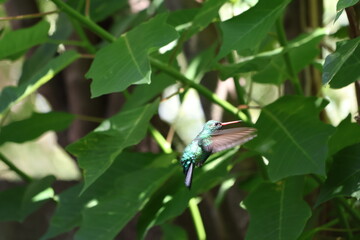 Colibrí en vuelo batiente © Isabel