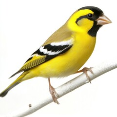 Obraz premium Yellow bird perched on branch, studio shot, white background, avian wildlife