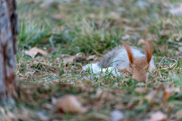 Front view through the grass and fallen leaves of a dead squirrel lying next to a tree trunk, snow...