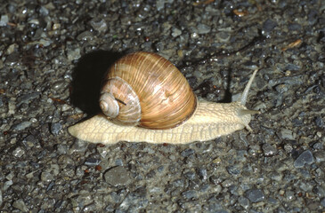 Helix pomatia or Roman snail, Burgundy snail, or escargot