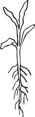 hand drawn side view of tree with root illustration.