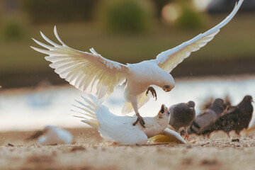 Cockatoo on a fight