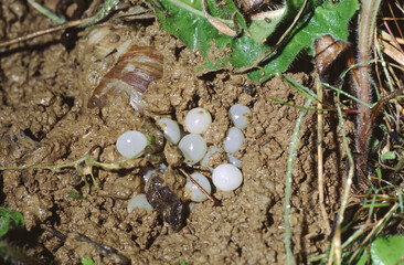 Helix pomatia or Roman snail, Burgundy snail, or escargot burried in mud laying eggs