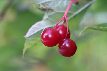 Berries of guelder rose, Viburnum opulus, commonly also known as water elder, cramp bark, snowball tree or common snowball, wild plant from Finland