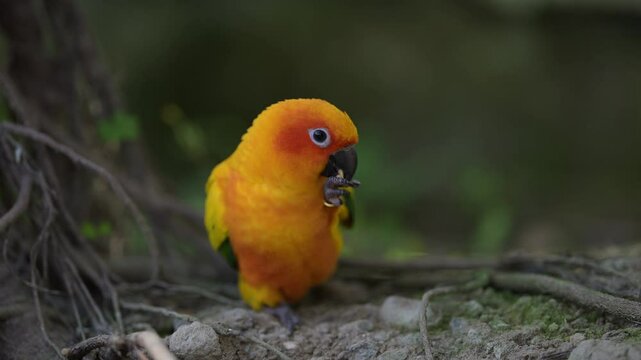a close-up view of a flying sun conure bird