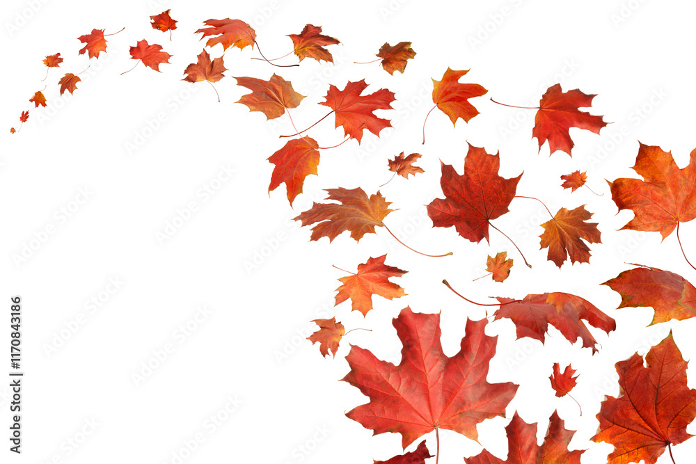 Aufkleber a white background with bunch of red autumn leaves scattered across it. leaves they are arranged in 
