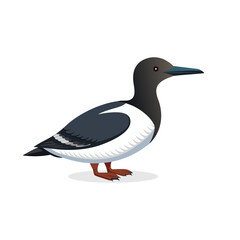  Common Murre animal isolated flat vector illustration on white background