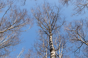 Fototapeta premium white birches against the blue sky in the park. spring landscape, view up