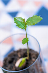 Holly seedling growing in glass with blurred background