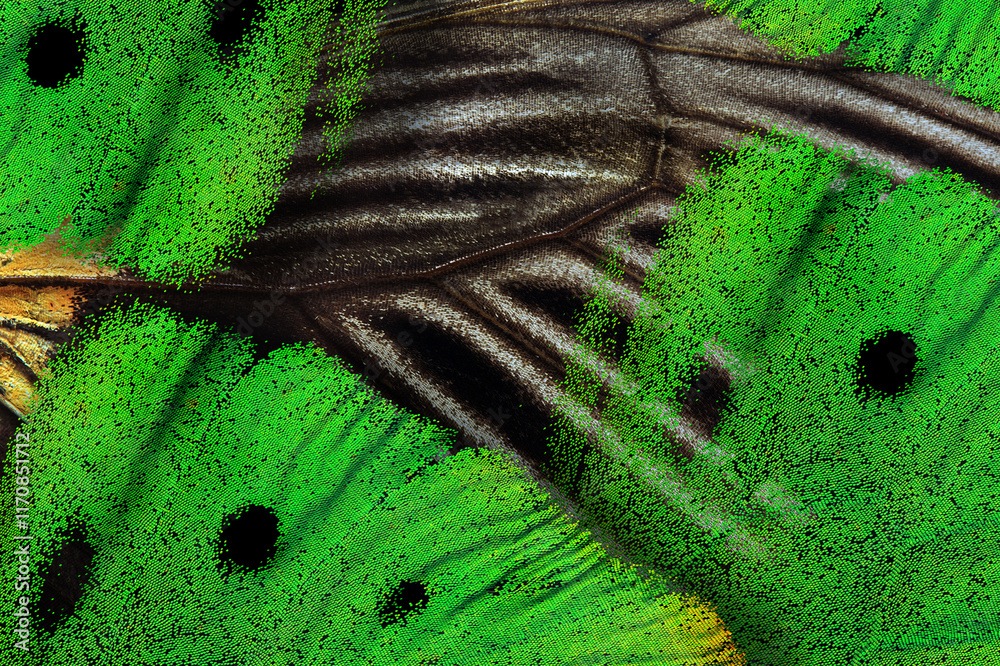 Poster texture of tropical butterfly wings. abstract pattern of butterfly wings close-up