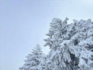 close-up of snow covered pine tree branches. pine tree. winter aesthetic. winter landscape. winter atmosphere. winter background. snowy background