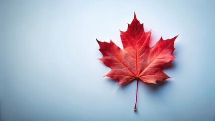 Image of a single red maple leaf on a white background with a subtle blue and red tint to resemble the Canadian flag , , red maple leaf