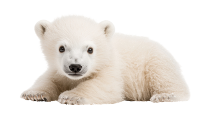 Charming White Polar Bear Cub on a Frosty Landscape Perfect for Nature and Wildlife Illustrations.