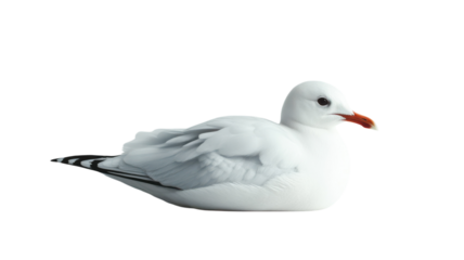Stunning Image of a White Seagull Gliding Gracefully Against a Pearl White Background Suitable for Nature and Wildlife Themes.