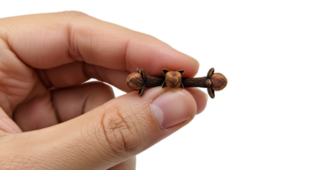 3 Cloves on hand on transparent background