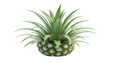 Fototapeta premium A Whole Pineapple with Spiky Texture Perfect for Tropical-Themed Designs and Culinary Illustrations showcasing Freshness and Exotic Flavor.