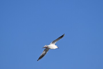 Seagulls Flying Against a Clear Blue Sky