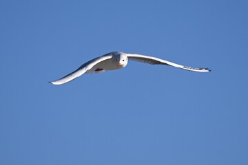Seagulls Flying Against a Clear Blue Sky