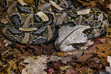 The Gaboon viper (Bitis gabonica), also called the Gaboon adder