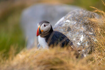 Atlantic puffin (Fratercula arctica), on the rock on the island of Runde (Norway).