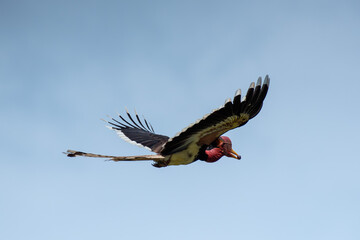 Helmeted Hornbill in Flight Against Blue Sky