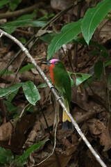 Red-bearded Bee-eater Perched on a Branch

