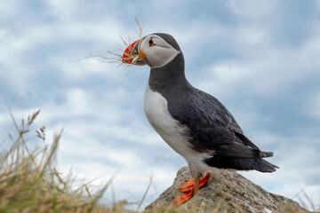 Atlantic puffin (Fratercula arctica), on the rock on the island of Runde (Norway).