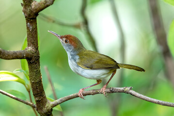 Common Tailorbird Perched on a Branch