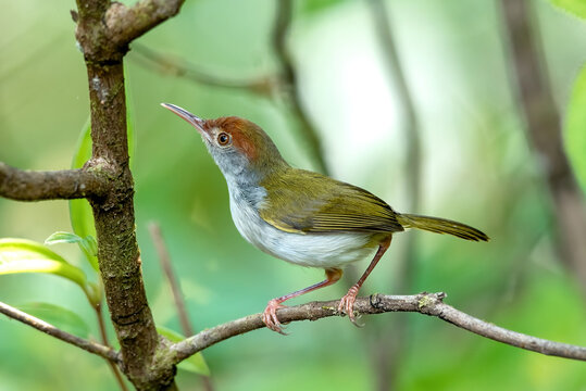 Common Tailorbird Perched on a Branch