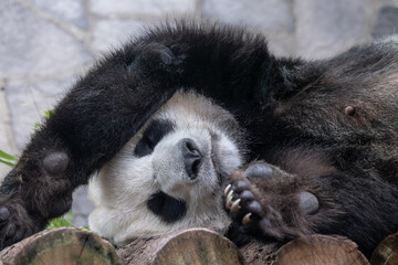Giant panda is sleeping (Ailuropoda melanoleuca) also known as the panda bear or simply the panda, is a bear native to south central China.
