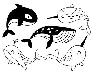 Black and white Arctic clipart with whale, narwhal and killer whale in cartoon flat style. Hand draw vector illustration   © JulzaArt