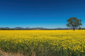 Obraz premium A large field of yellow flowers with a tree in the middle