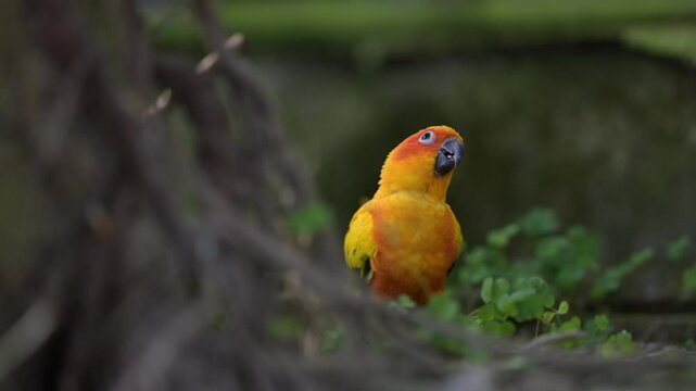 a close-up view of a flying sun conure bird