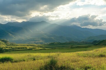 Fototapeta premium A field of grass with mountains in the background