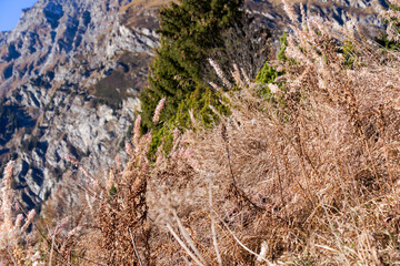 Close-up of fringed willowherb Epilobium angustifolium L. plants at Swiss Maloja mountain pass on a sunny autumn day. Photo taken November 15th, 2024, Maloja Bregaglia, Switzerland.