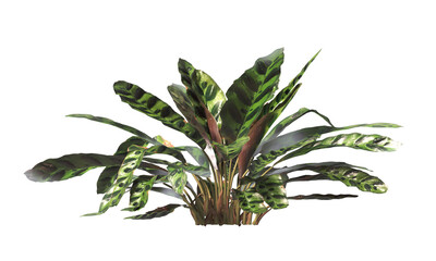 Goeppertia insignis Plant PNG. Rattlesnake plant png. Calathea Insignis Plant isolated on transparent background. Calathea Lancifolia leaves isolated on transparent background. indoor plant png.