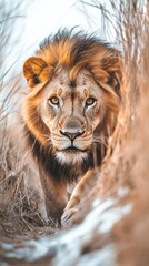 Obraz premium A majestic lion walking through tall grass, showcasing its powerful presence in nature.