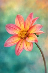 Fototapeta premium A single pink and yellow flower with a green stem