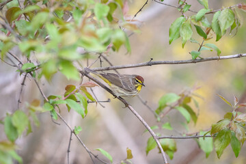 Cape May Warbler 