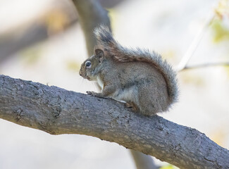 Squirrel