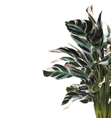 Calatheas Plant PNG. Calatheas Plant isolated on transparent background. Calatheas plant isolated on White background. Calatheas Plant leaves isolated. decorative house plant PNG.