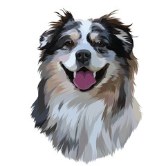 Fototapeta premium border collie dog