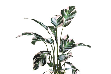 Calatheas Plant PNG. Calatheas Plant isolated on transparent background. Calatheas plant isolated on White background. Calatheas Plant leaves isolated. decorative house plant PNG.