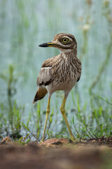 Water thick-knee stands turning head on riverbank