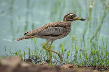 Water thick-knee lifts foot walking along riverbank