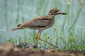 Water thick-knee raises foot walking along riverbank