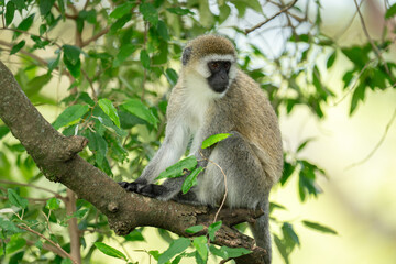 Vervet monkey sits on branch turning head